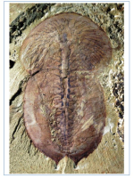 The Cambrian Fossils of Chengjiang, China The Flowering of Early Animal Life / Кембрийские окаменелости из Чэнцзяна, Китай Расцвет ранней животной жизни