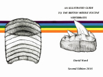 An illustrated guide to the British middle eocene vertebrates / Иллюстрированное руководство по Британским среднеэоценовым позвоночным